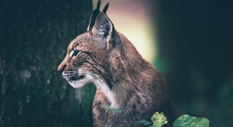 Luchs
